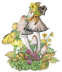 Fairy 19
